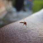mosquito 2566773 1920 min