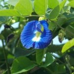 clitoria ternatea 1738521 1920 min