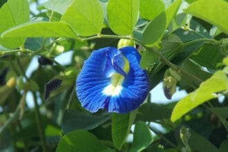 clitoria ternatea 1738521 1920 min
