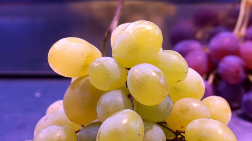 grape 1740957 1920 min